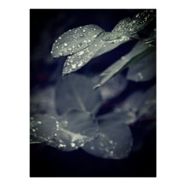 Pôster Rainy Leaves