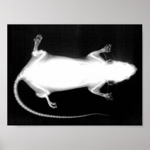 Pôster raio X do rato