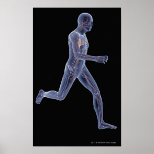 Poster Raio-X do sistema vascular num homem em movimento