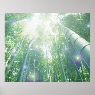 Poster Raios de sol que brilham através dos bambus