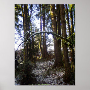 Pôster Raios de Sun da floresta na neve #32