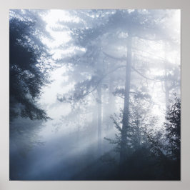 Poster Raios solares brilhando através da floresta nebulo