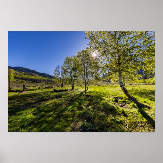 Pôster Raios solares sobre um cheio de pasto de ovinos (Frente)