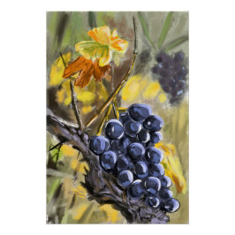 Pôster Raisins sur la souche de vigne, provence.