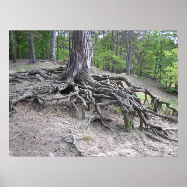 Poster Raízes (Frente)