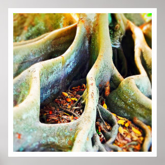 Pôster Raízes de figo-de-porco