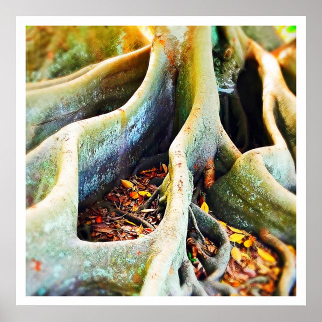 Pôster Raízes de figo-de-porco (Frente)