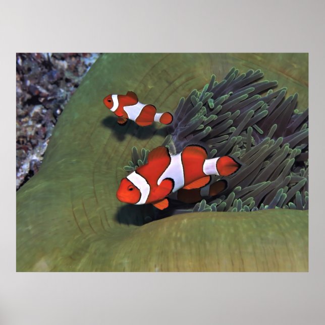 Poster Raja Ampat Clownfish (Frente)