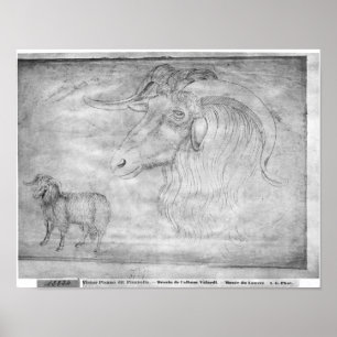 Poster Ram e cabeça de um carneiro