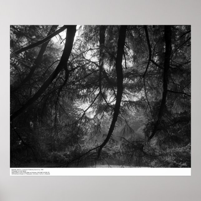 Pôster Ramais, ao sol, Papais noeis Cruz de UC, 1963 (Frente)