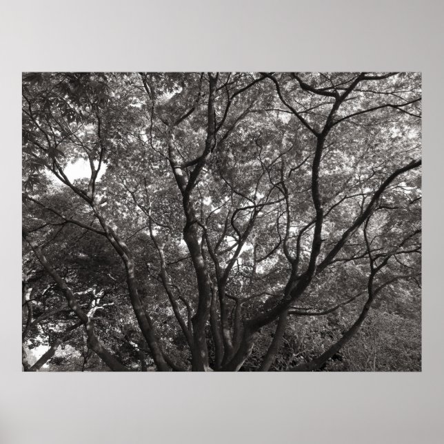 Poster Ramais Japoneses II (Frente)