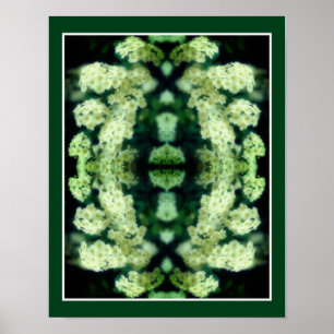 Poster Rambling Wild White Roses Mirror Abstrato