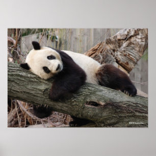 Poster Ramificação da Árvore Gigante Panda Relaxando e Hu