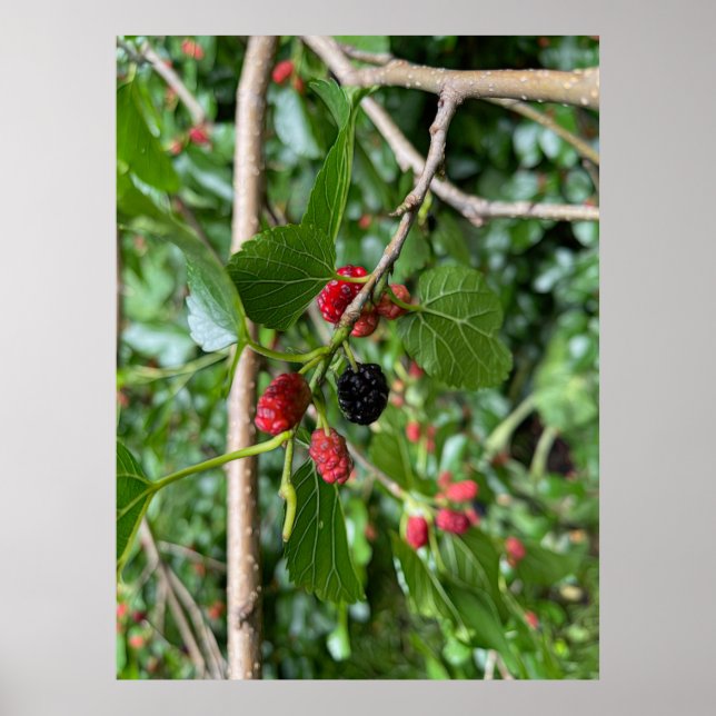 Poster Ramificação de Morango (Frente)