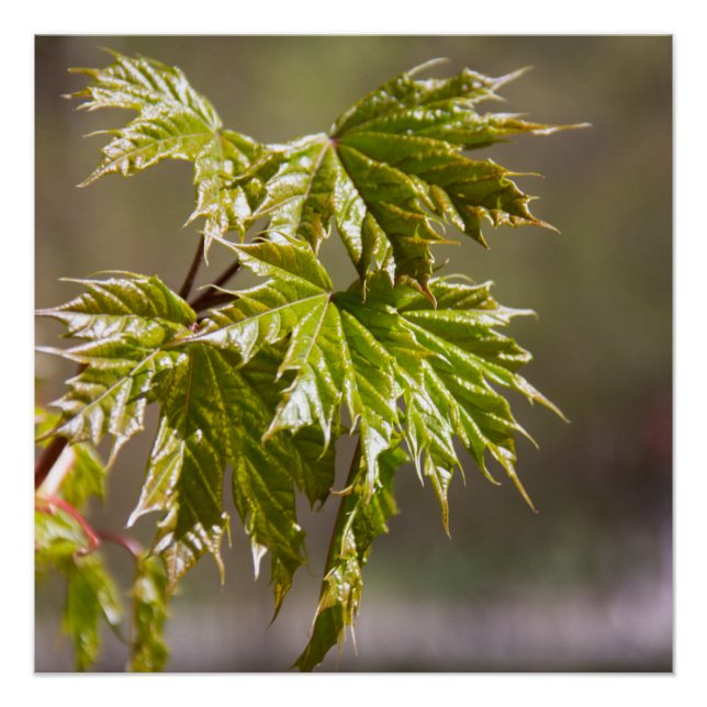 Pôster Ramificação verde-branca com folhas pequenas (Frente)
