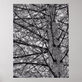 Poster Ramificações da árvore do pinheiro em preto e bran