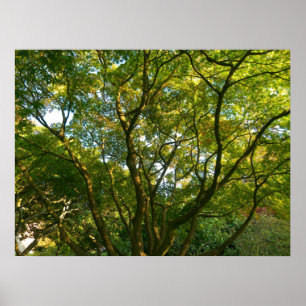 Pôster Ramificações Japonesas VI