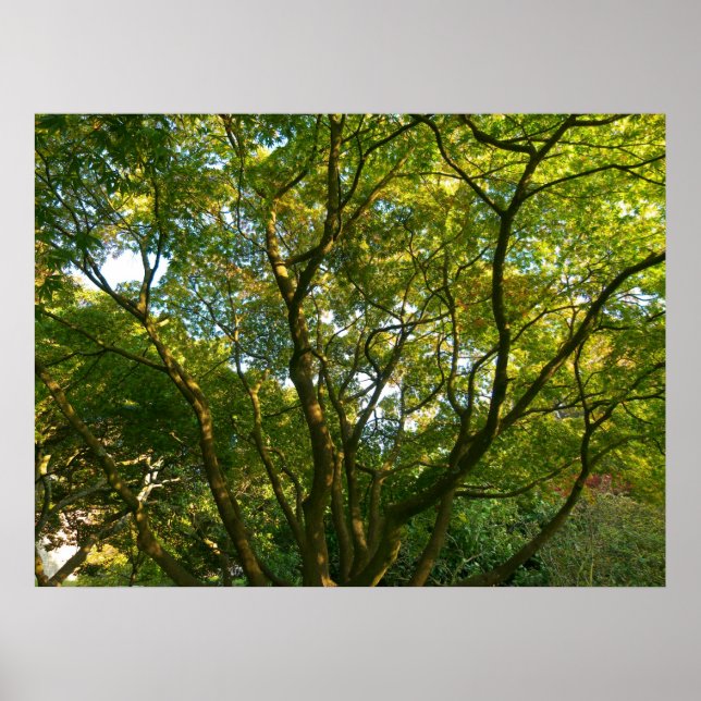 Pôster Ramificações Japonesas VI (Frente)