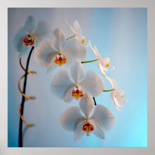Poster Ramo da orquídea