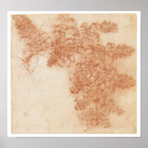 Pôster Ramo de Blackberry, Leonardo da Vinci