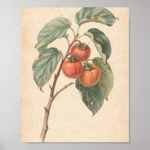 Poster Ramo de Caqui com Fruta Madura Arte Botânica