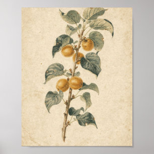 Poster Ramo de Damasco com Fruta Madura Arte Botânica