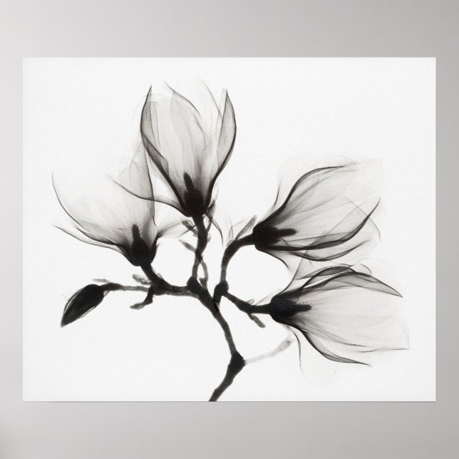 Poster Ramo de Magnólia com Quatro Flores (c. 1910-1925) (Frente)