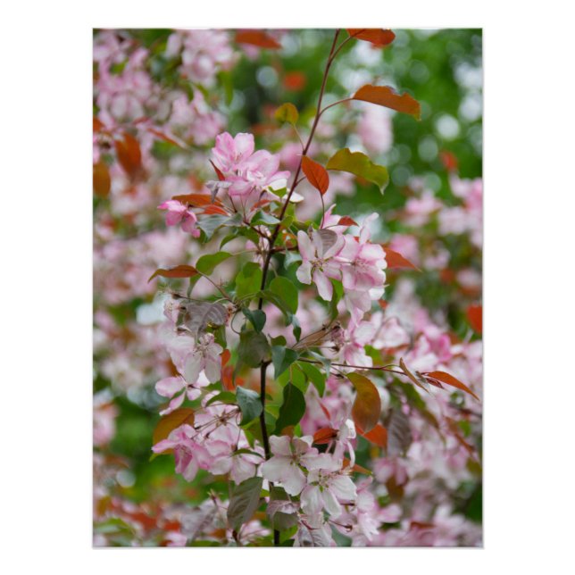 Pôster Ramo delicado com flores de macieira (Frente)