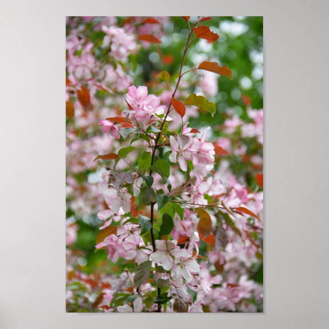 Poster Ramo delicado com flores de macieira (Frente)