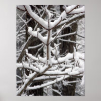 Ramos Coberto de Neve