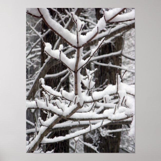 Poster Ramos Coberto de Neve (Frente)