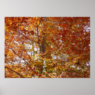 Poster Ramos de Folhas Laranja Outono Natureza