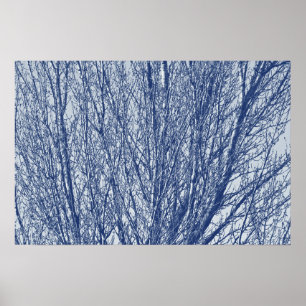 Pôster Ramos do vidoeiro - efeito de Cyanotype