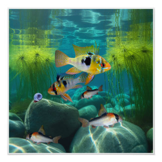 Pôster Rams Azuis Alemães Cichlids Corydoras Aquarium Fis