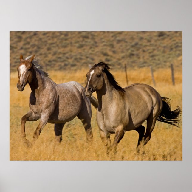 Poster Ranch Living no Ranch Ponderosa (Frente)