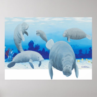 Pôster Randalls manatees