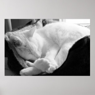 Pôster Rangido do sono