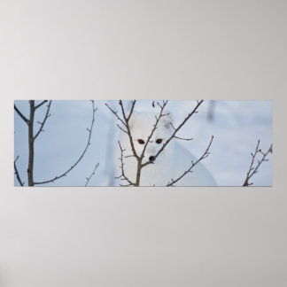 Pôster Raposa Árctica