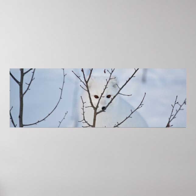 Pôster Raposa Árctica (Frente)