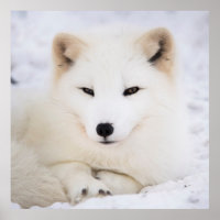 Raposa-árctica branca na neve