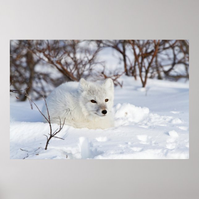 Poster Raposa Árctica no inverno (Frente)