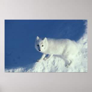 Poster raposa ártica Alopex lagopus) Uma raposa ártica
