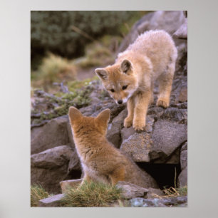 Poster Raposa Cinzenta Sul-Americana (Lycalopex griseus)
