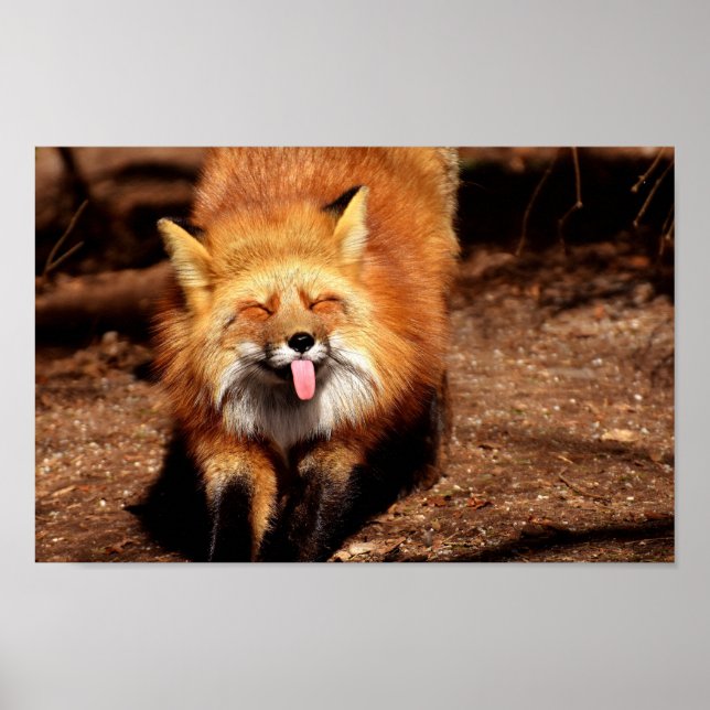 Poster Raposa com a Língua de Fora (Frente)
