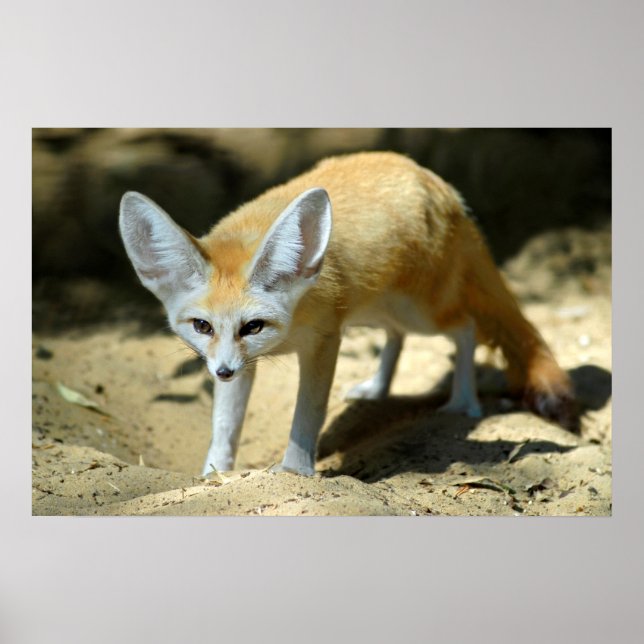 Pôster Raposa de Fennec (Frente)