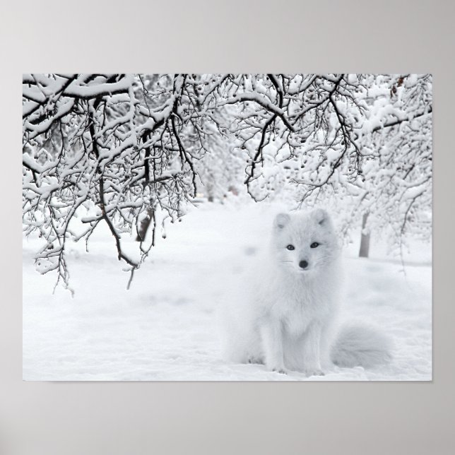 Poster Raposa de Neve na Floresta de inverno (Frente)