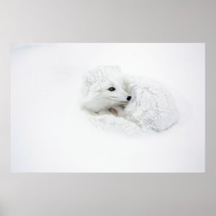 Pôster Raposa-do-ártico enrolada no inverno