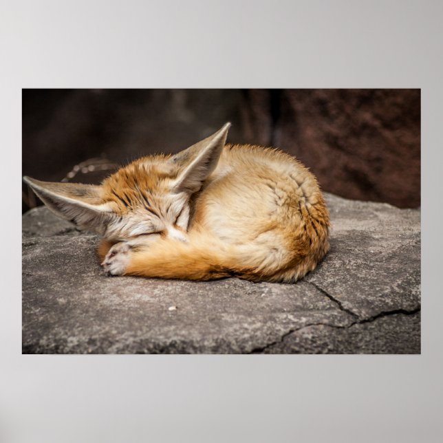 Pôster Raposa Fennec Cuja Raposa (Frente)