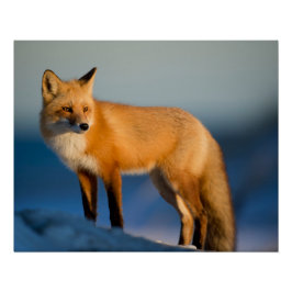 Pôster Raposa Marrom