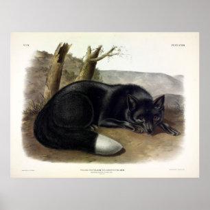 Poster Raposa Negra Americana ou Prata, Vulpes fulvus